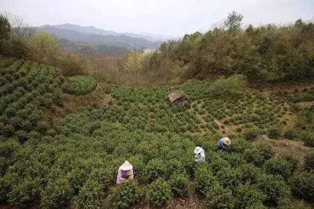 茶旅推荐丨你还缺一场说走就走的旅行……