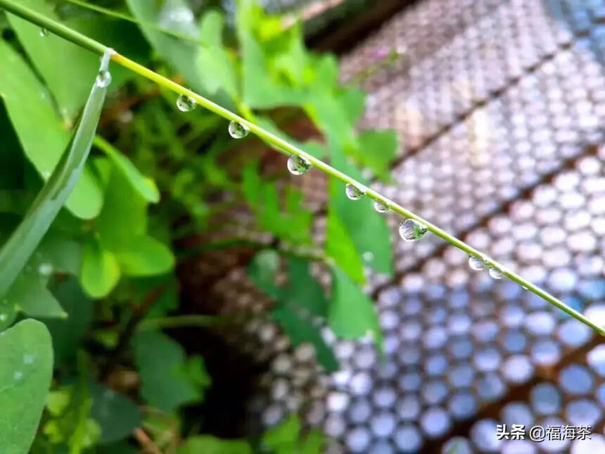 谷雨茶语 | 春欲远 夏未至