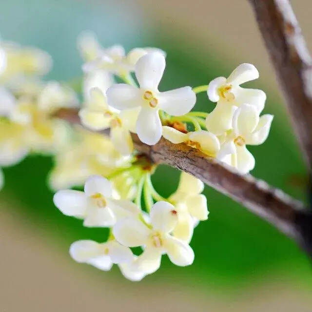 70首诗词中的“桂花”，香满整个秋天