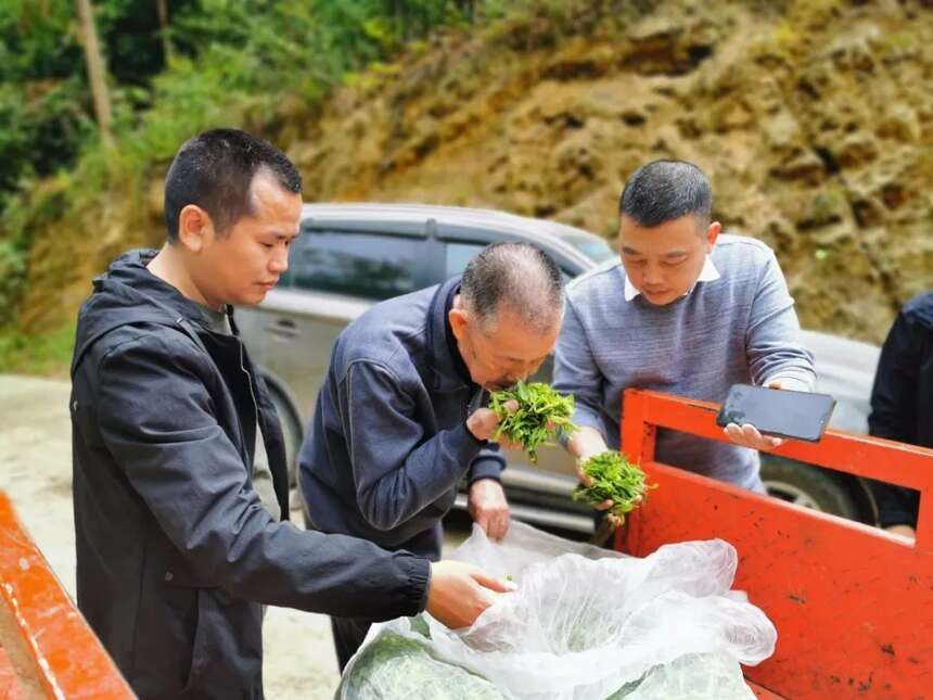 江子崖茶日志2｜江子崖野生红茶今日在江油试制成功