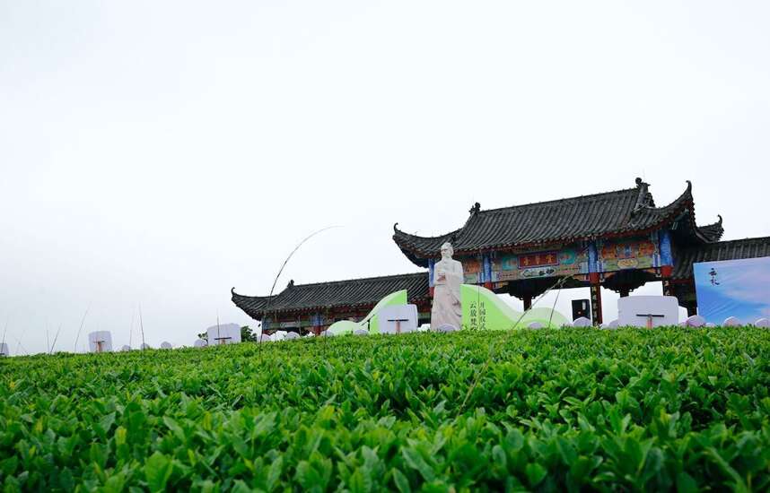 梵天净土 秘境寻茶| 云放梵净山茶园开园仪式圆满落幕