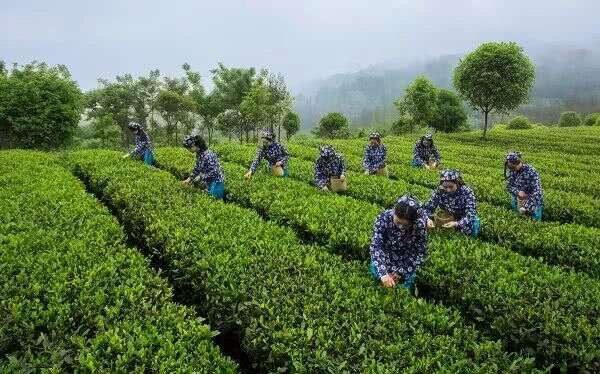 荥经茶，从历史烟云中走来的生态香茗