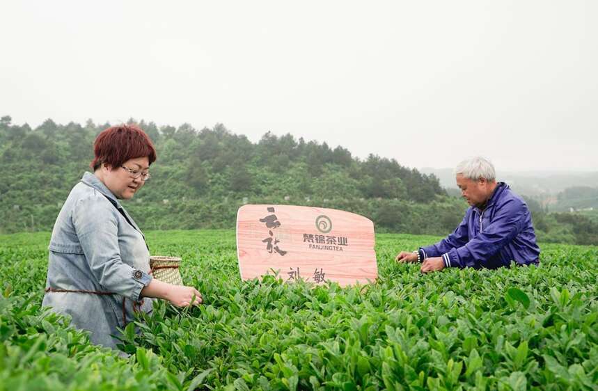 梵天净土 秘境寻茶| 云放梵净山茶园开园仪式圆满落幕