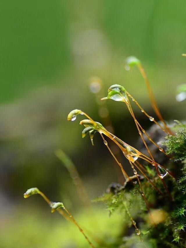 清明之后是晴天