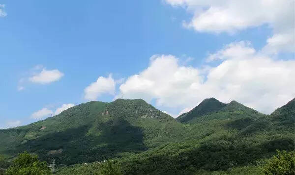 厉害！北川茶叶苔子茶品牌又要“火”了！