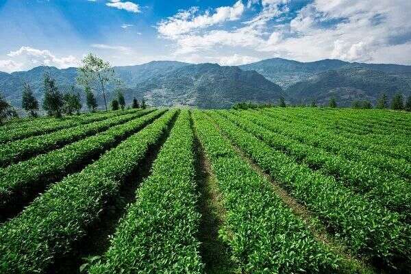 荥经茶，从历史烟云中走来的生态香茗