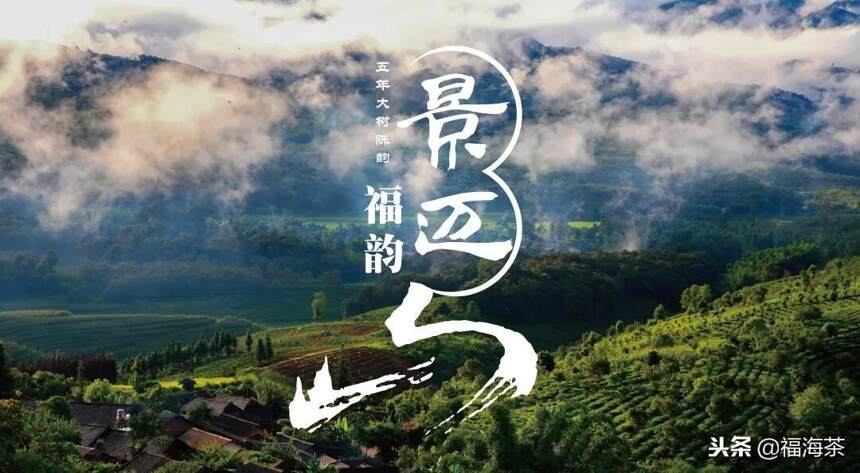 景迈福韵｜在这一杯里喝透景迈山