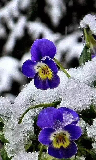 难得一见的雪中花，美到心醉！