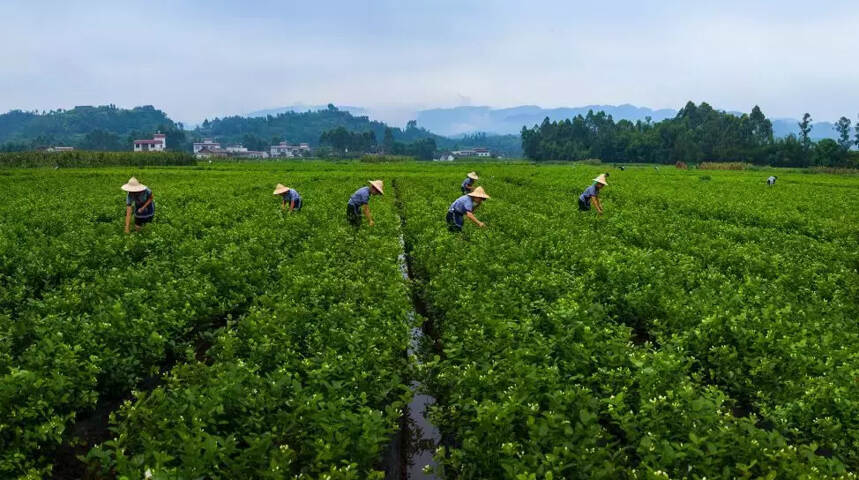 第三届峨眉山茶博会推荐的精品茶旅线路都有哪些亮点？