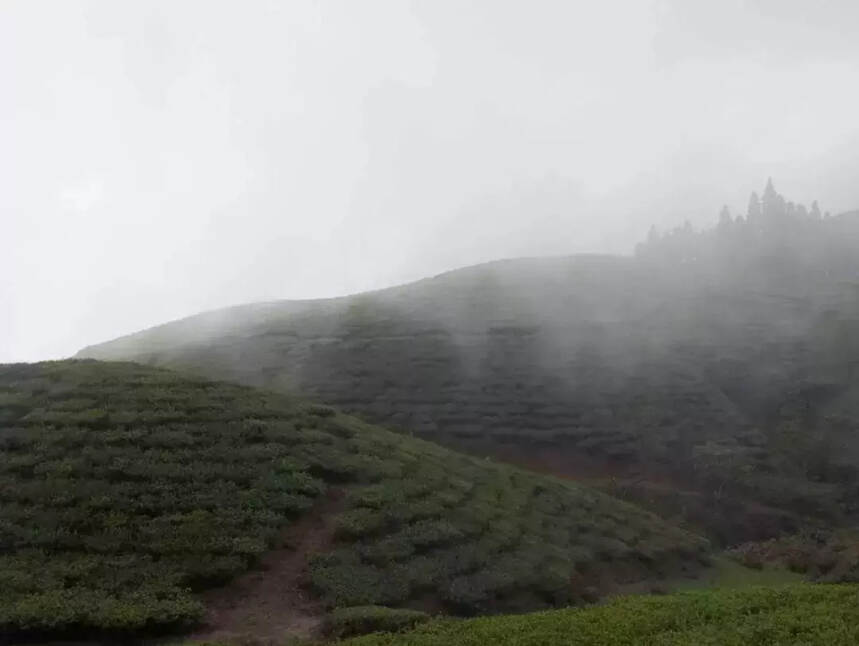 喝遍全球奇茶好水 只在成都秋季茶博会