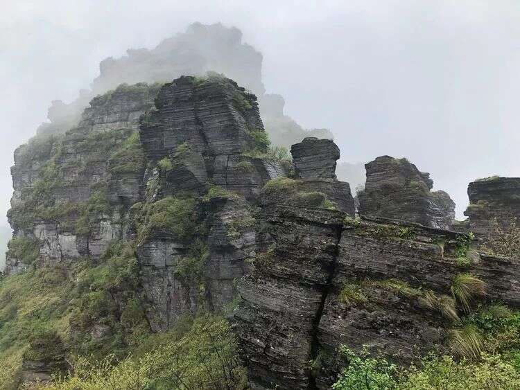 梵天净土 秘境寻茶| 云放梵净山茶园开园仪式圆满落幕