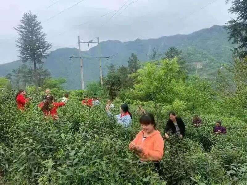 第八届羌茶节来啦~莫负春光 且饮春茶 快来北川采茶去