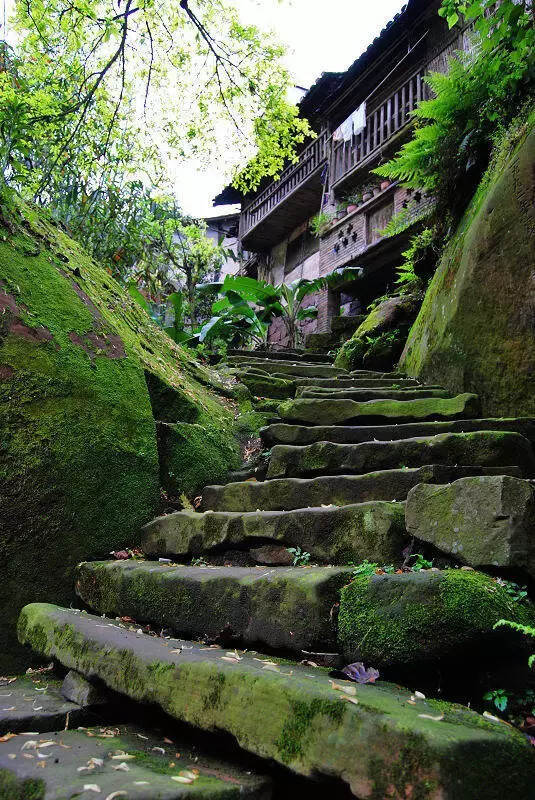 青苔之美｜春秋在轮回的长风里轻轻吹拂、荣枯