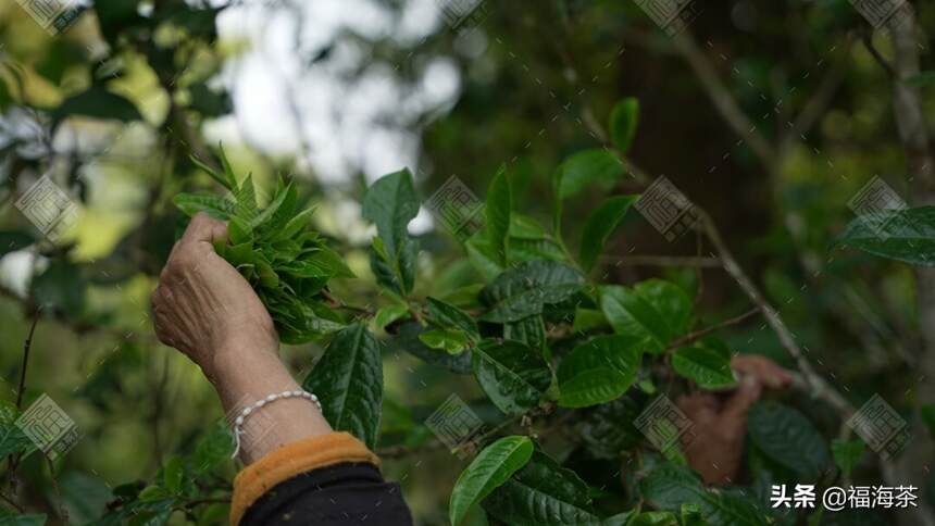 福海讲堂 | 普洱茶名寨之帕沙