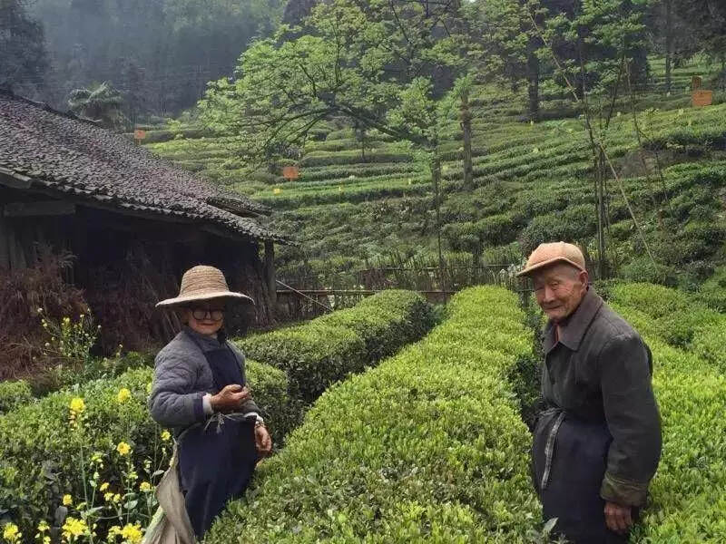 云放模式乡村振兴：云放峨眉山茶园林权流转暨委托流转大会召开