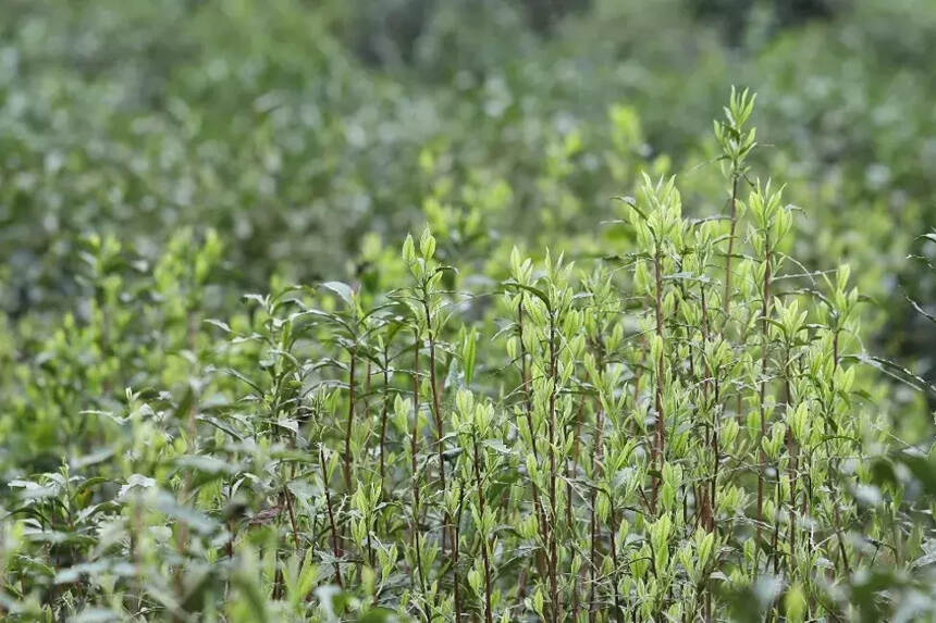 皖江红祁门红茶，来自安徽的礼物！