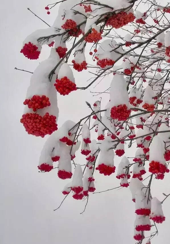 难得一见的雪中花，美到心醉！