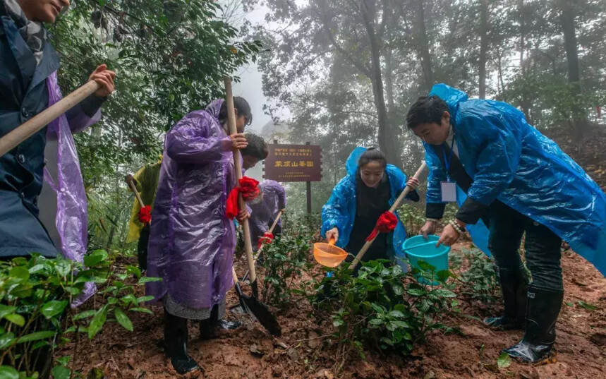 蒙顶植茶 致敬茶祖