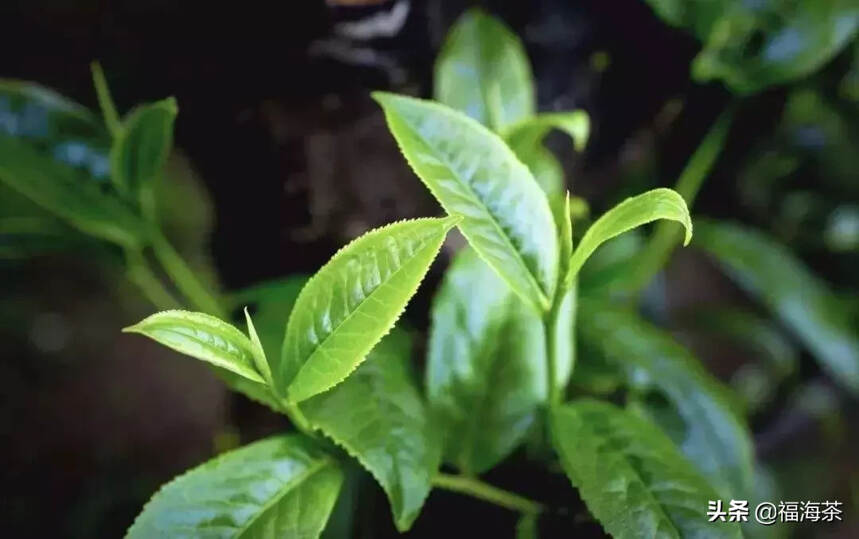 福海讲堂 | 骄傲的云南大叶种茶