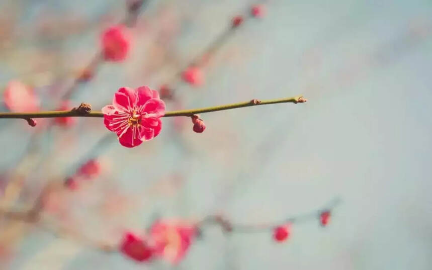 林徽因丨一身诗意千寻瀑，万古人间四月天