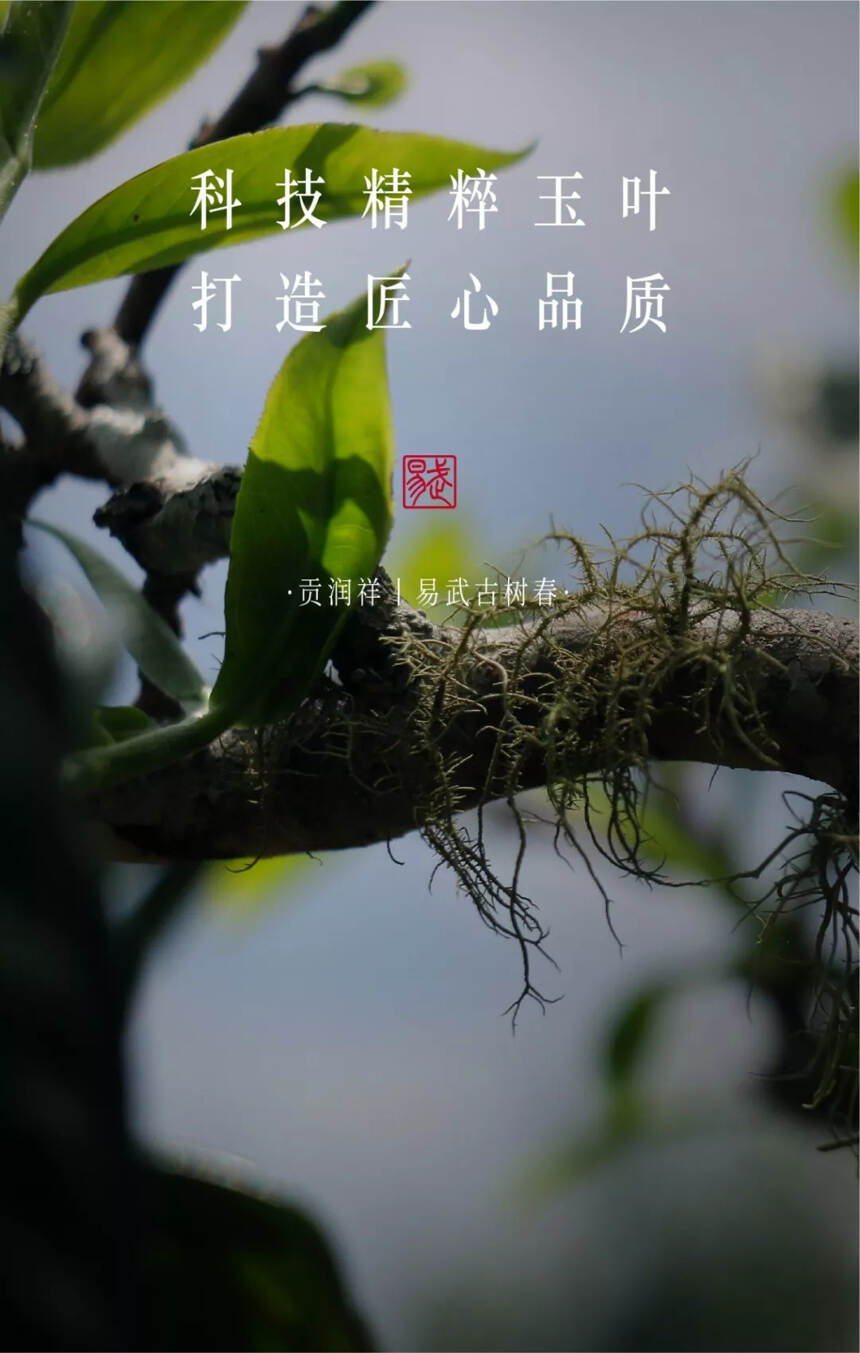 贡润祥“名山系列”首款巨作——易武古树春