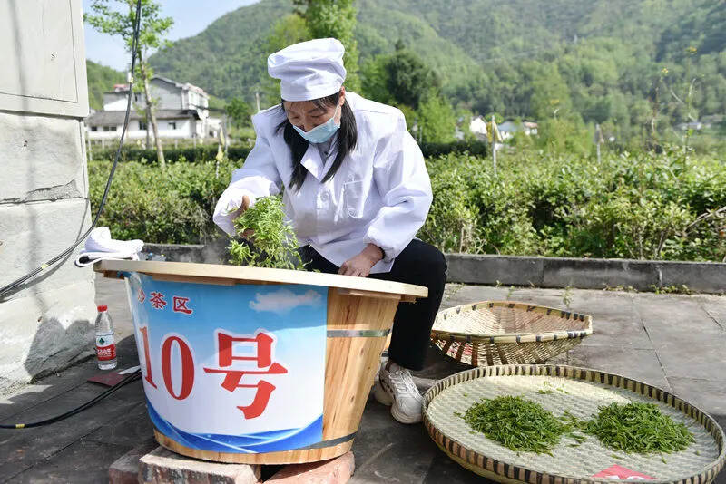 广元市首届茶产业职业技能竞赛采茶与制茶比赛在青川蒿溪举办