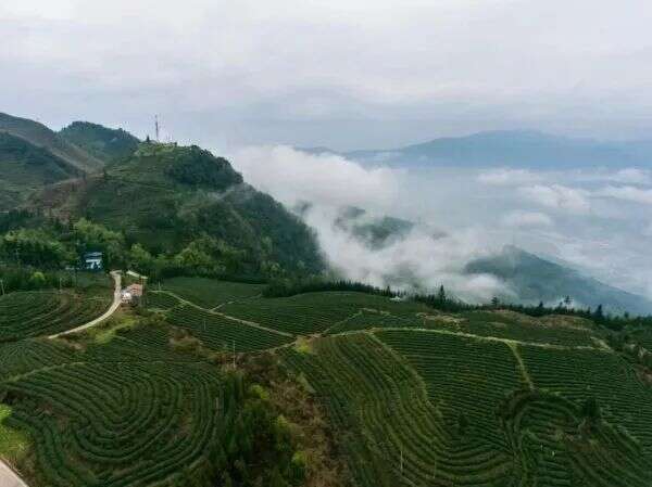 荥经茶，从历史烟云中走来的生态香茗