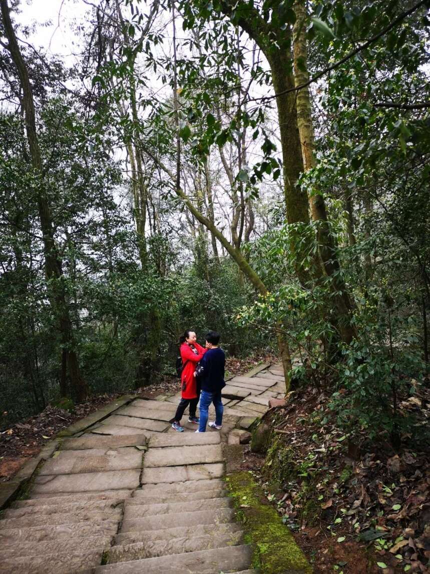 来自全国各地茶友朝拜世界茶文化圣山蒙顶山