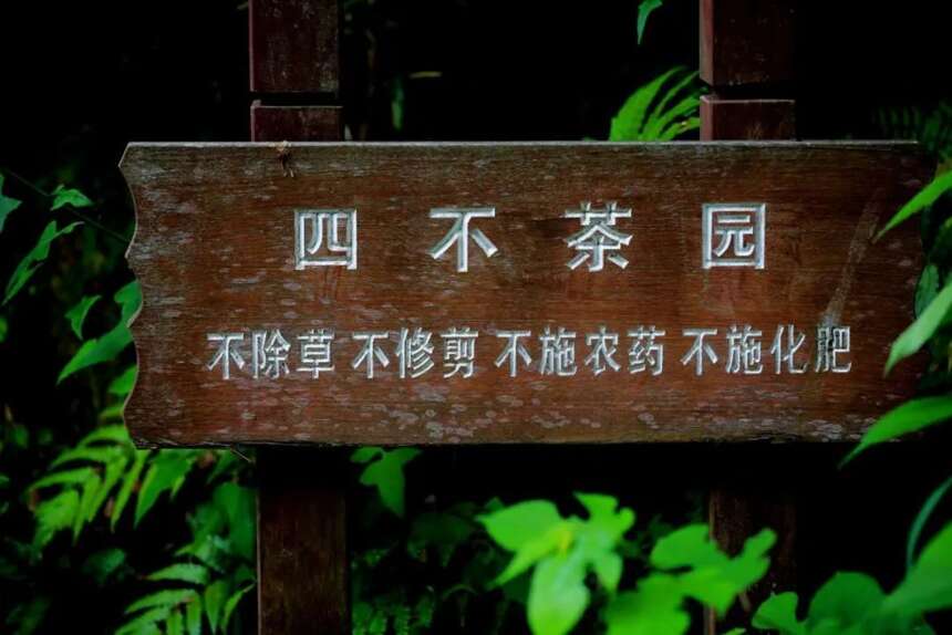 千岛之岛，我要送你一岛好茶