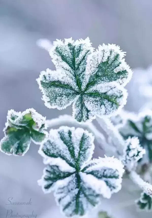 难得一见的雪中花，美到心醉！