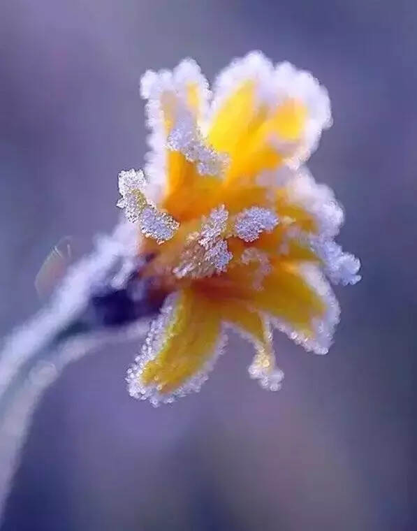 难得一见的雪中花，美到心醉！