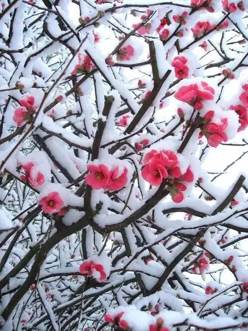 难得一见的雪中花，美到心醉！