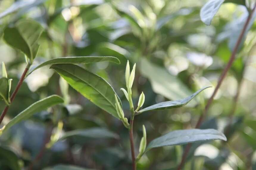 好山好水出好茶 龙王山牌安吉白茶开园上市