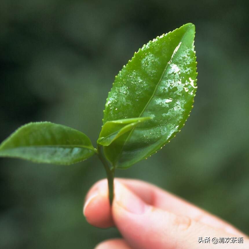 春茶时节，挑茶别只看山头，这一点才是最重要但是经常被忽视