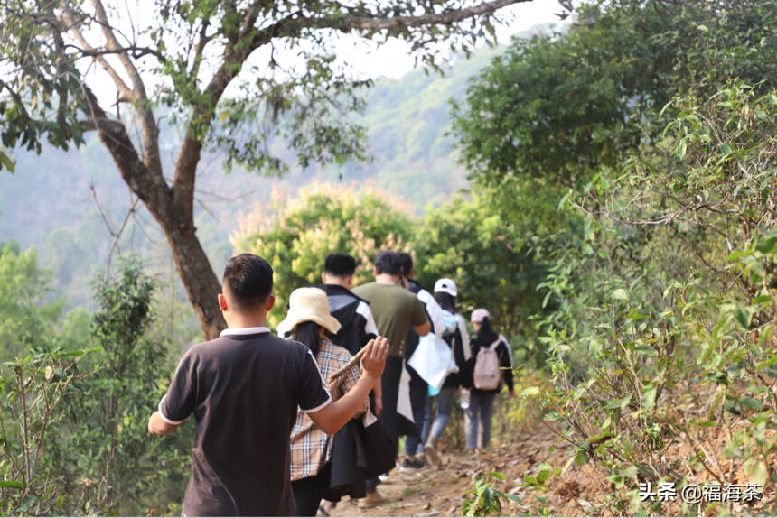 寻茶之旅第三站“易武茶区”