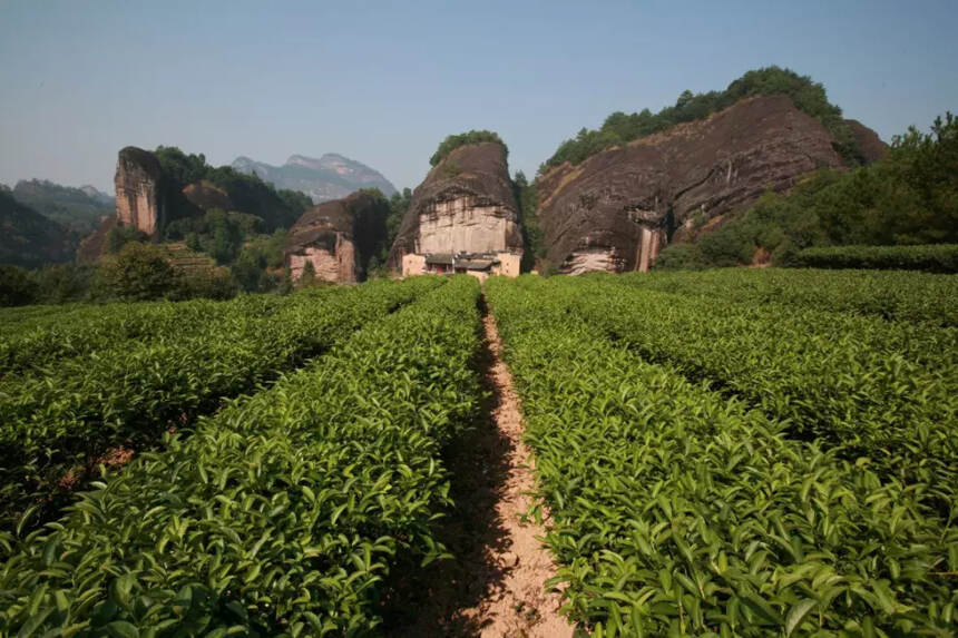 如何正确认识岩茶山场？