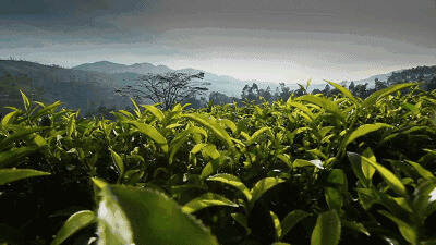 蒙顶山茶推介会在五块石大西南茶城隆重举行