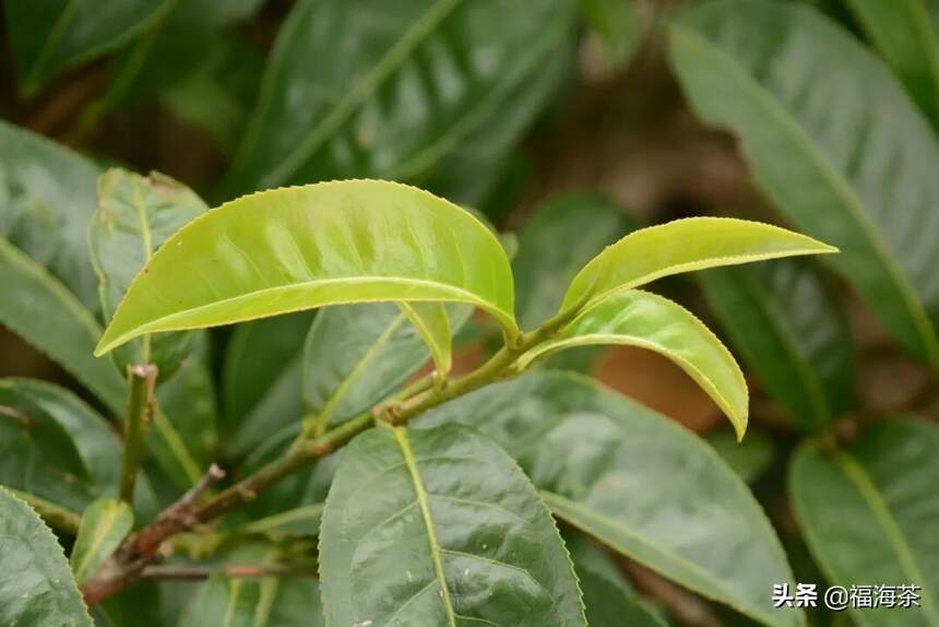 大郭说茶丨74.新茶和陈茶的鉴别方法