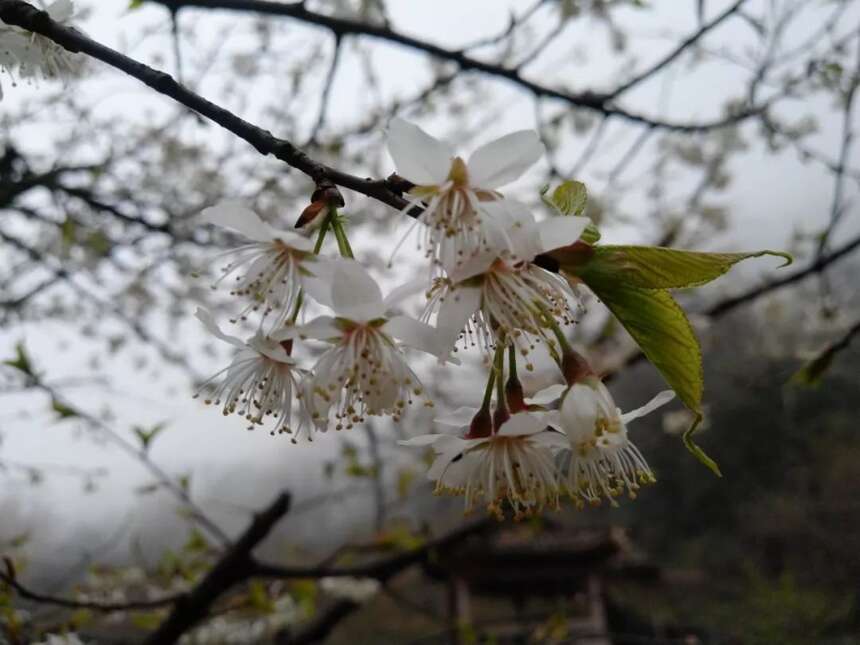 来自全国各地茶友朝拜世界茶文化圣山蒙顶山