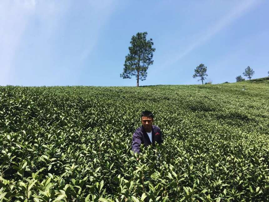 好山好水出好茶 龙王山牌安吉白茶开园上市