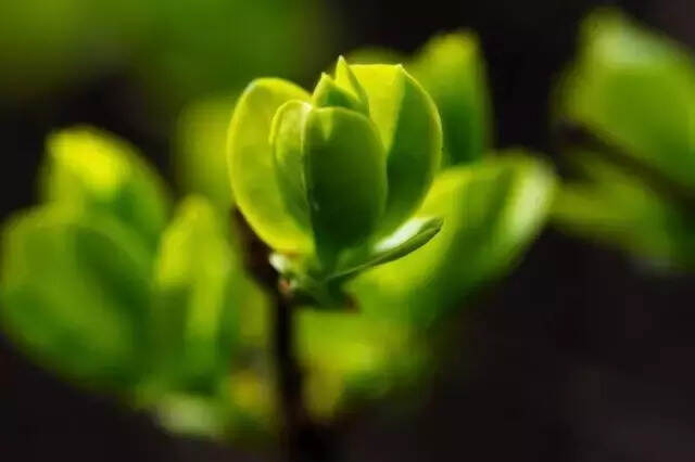 春暖了 花开了 茶香了