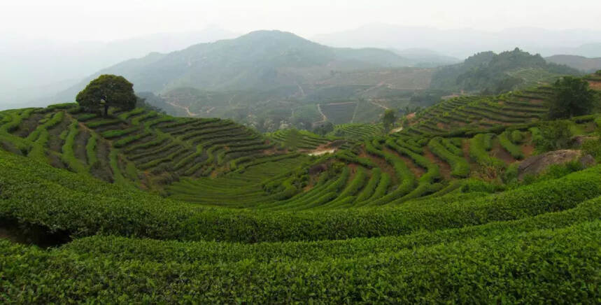 邛崃黑茶文化节，助力第八届四川国际茶博会