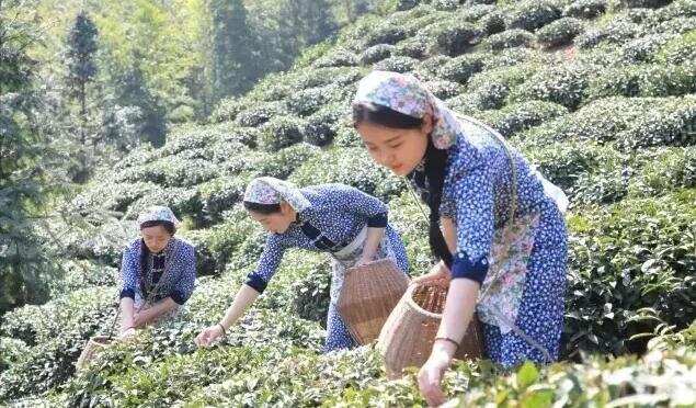 2016春季头茶——六安瓜片头采大使寻茶香！