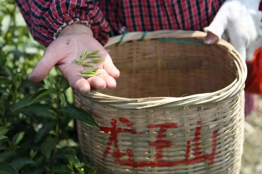 好山好水出好茶 龙王山牌安吉白茶开园上市