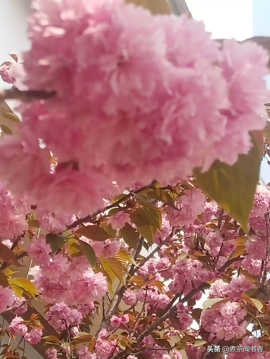 把花栽在心里的春天