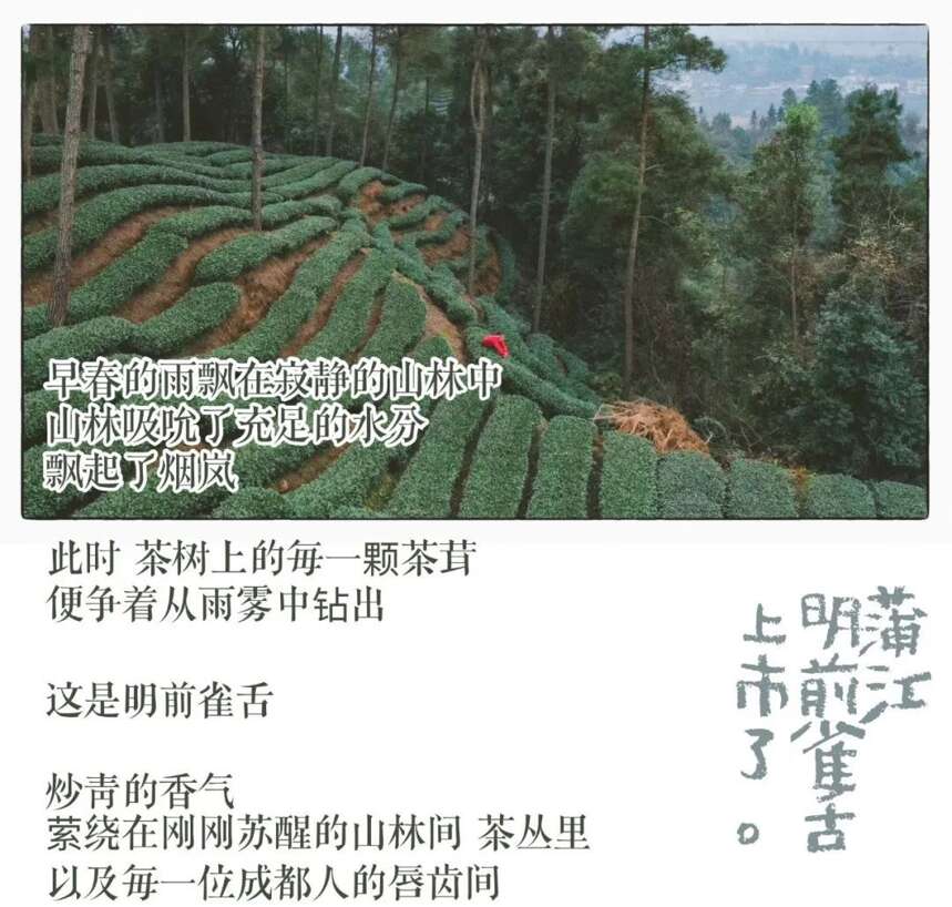 非常时期，来一杯蒲江明前雀舌