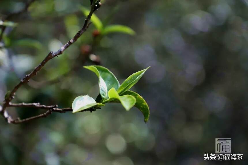 大郭说茶丨77.历史上关于春茶采摘的事儿