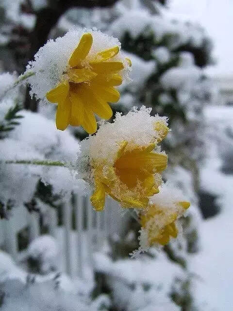 难得一见的雪中花，美到心醉！