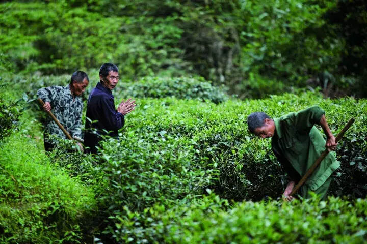 岩茶为什么玄？一个山场就是一个小宇宙