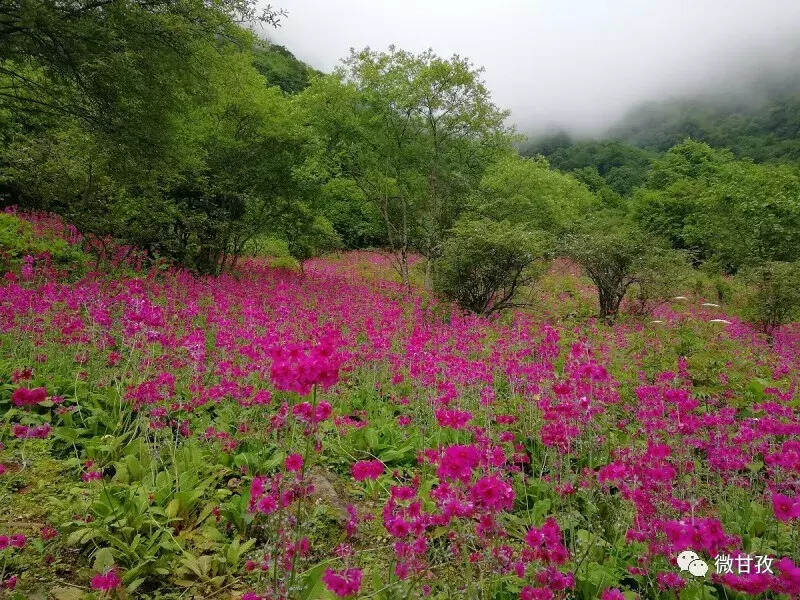 重走华林坪茶马古道，偶遇“爱丽丝梦游仙境”｜遇见康巴